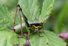 Eupholidoptera tyrrhenica